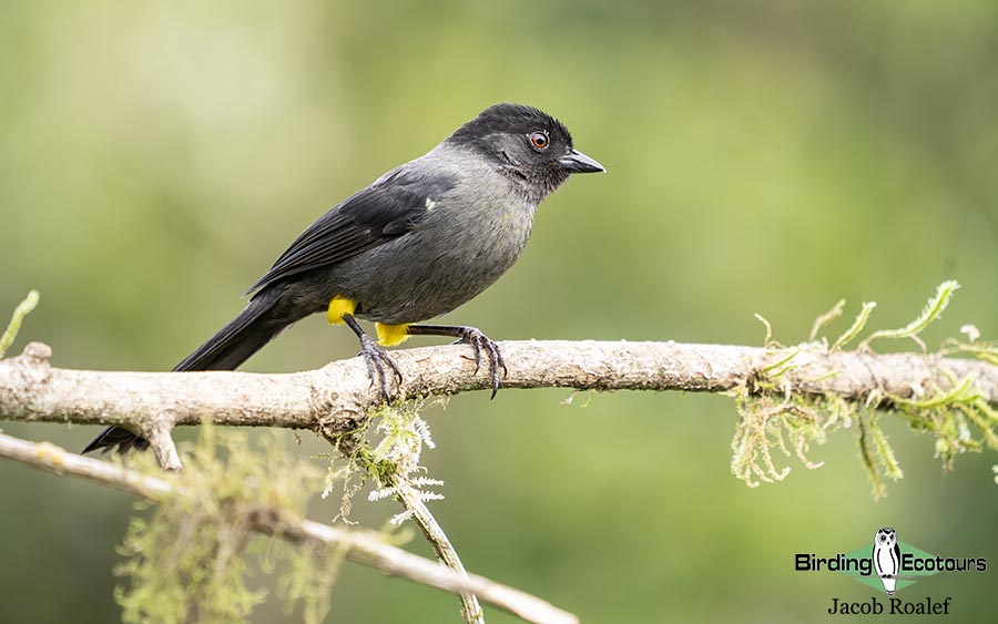 Costa Rica Birding Trip Report