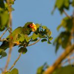 Yucatan birding tours