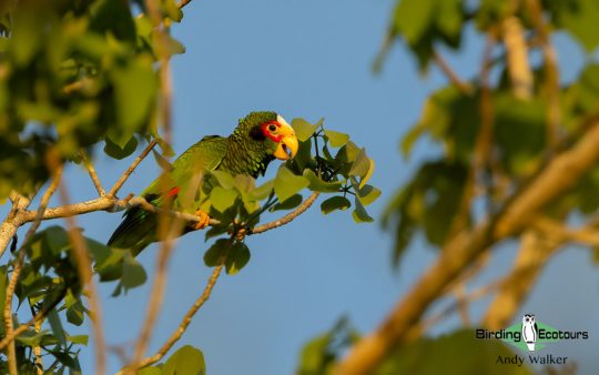 Yucatan birding tours