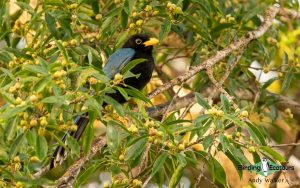 Yucatan birding tours