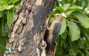 Yucatan birding tours