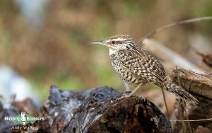 Yucatan birding tours