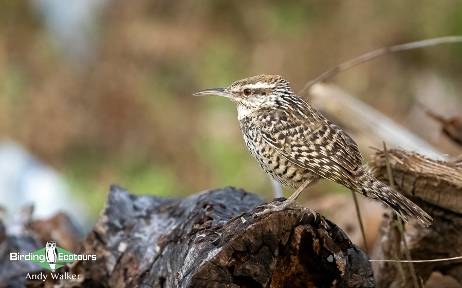 Yucatan birding tours