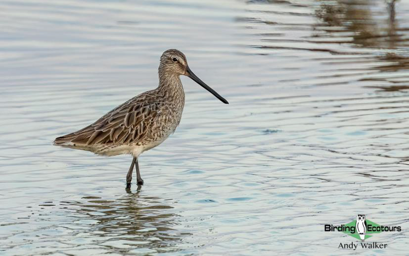 Central Thailand birding tour report
