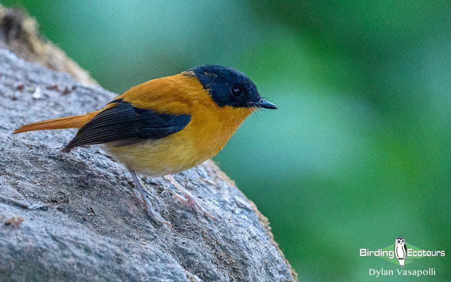India Western Ghats birding tour