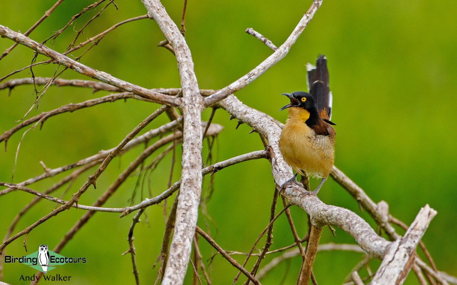 world’s monotypic bird families