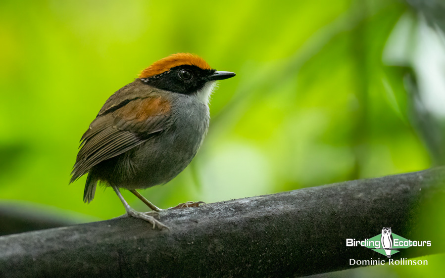 Rio de Janeiro birding tour