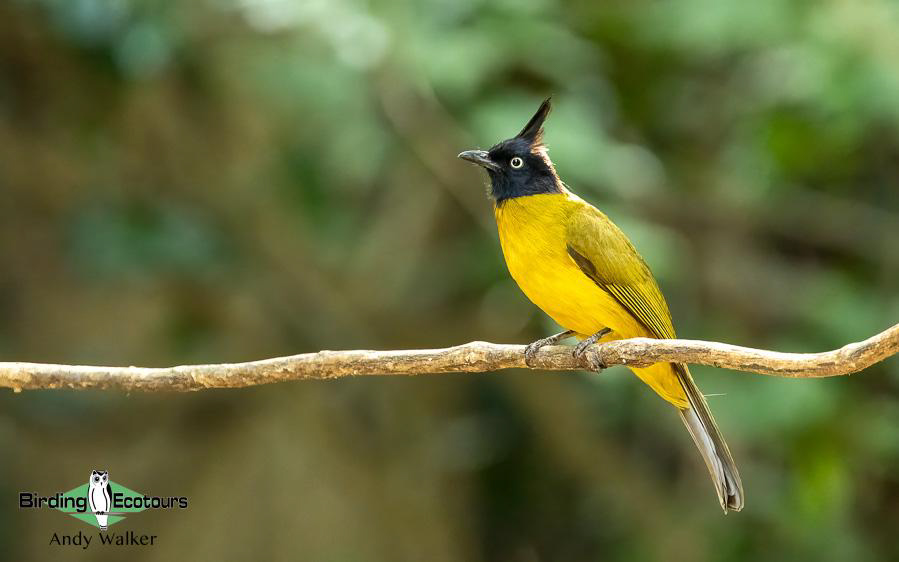 Northern Thailand Birding Tour Report