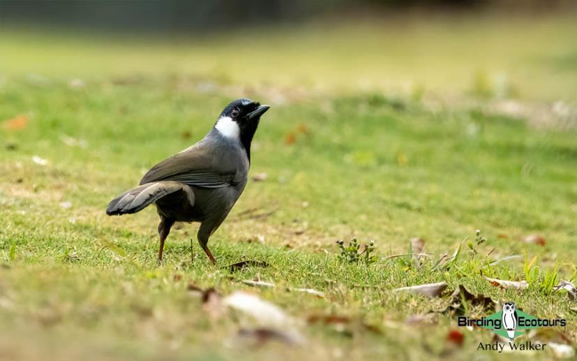 Central Thailand birding tour report