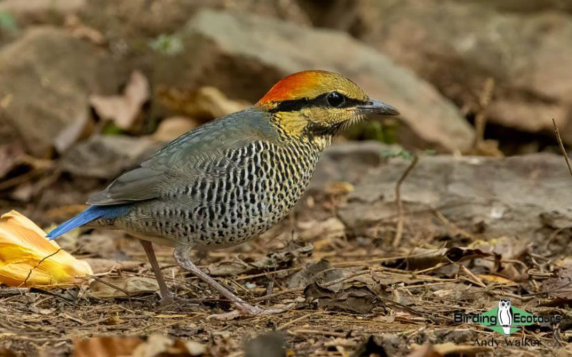 Central Thailand birding tour report