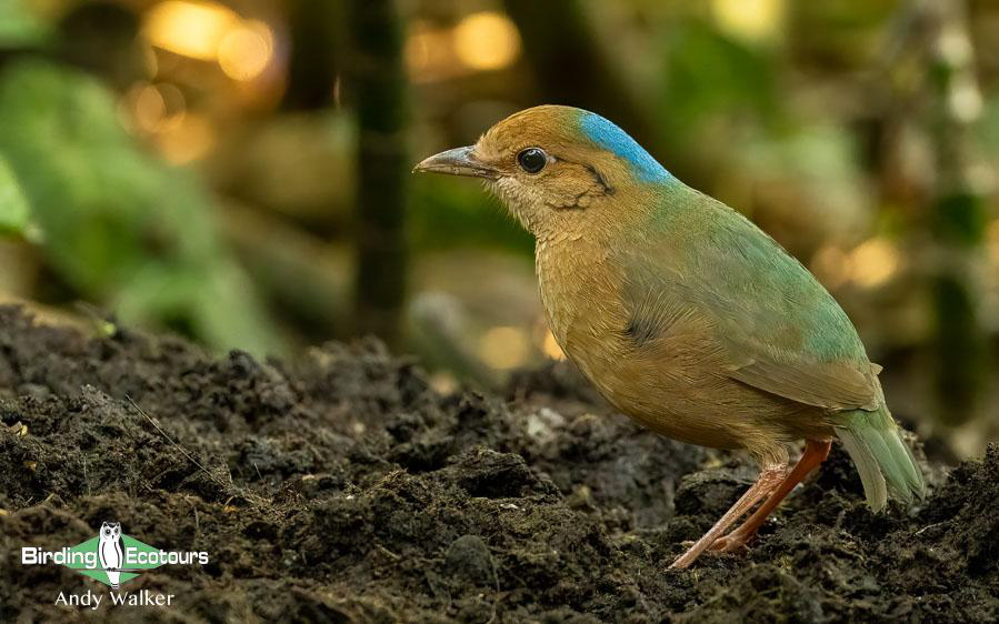Northern Thailand Birding Tour Report