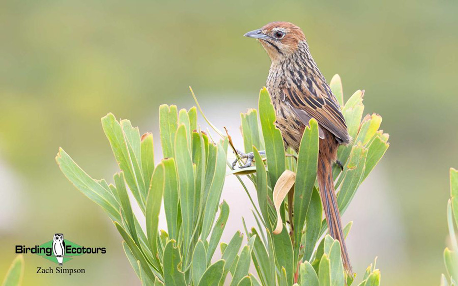 Budget Cape Town birding