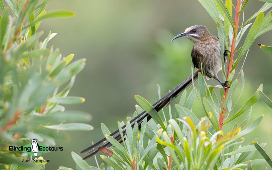 Budget Cape Town birding