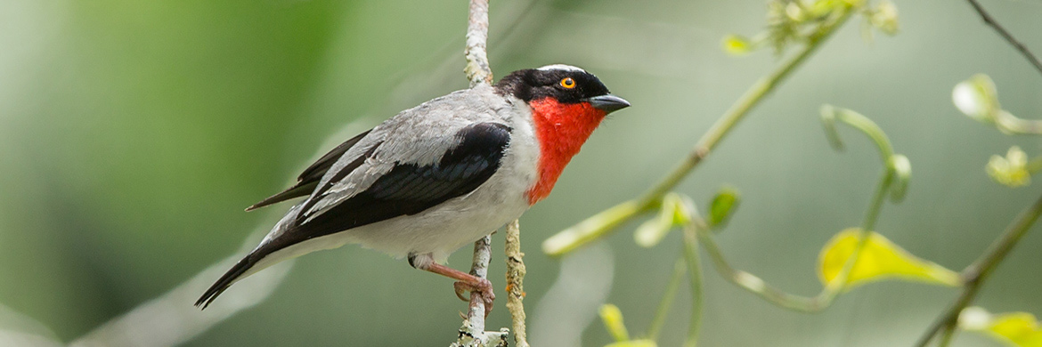 Rio de Janeiro Endemics and Cherry-Throated Tanager