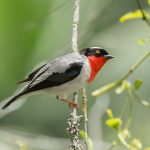 Rio de Janeiro Endemics