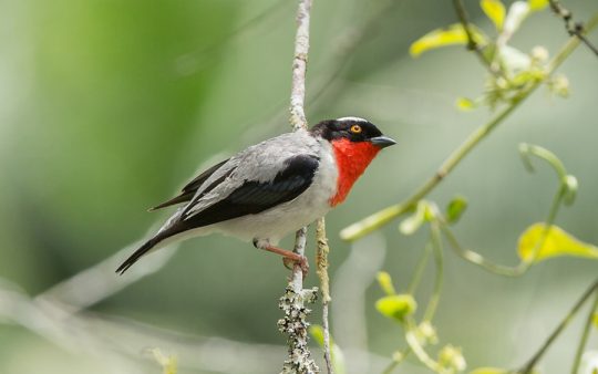 Rio de Janeiro Endemics
