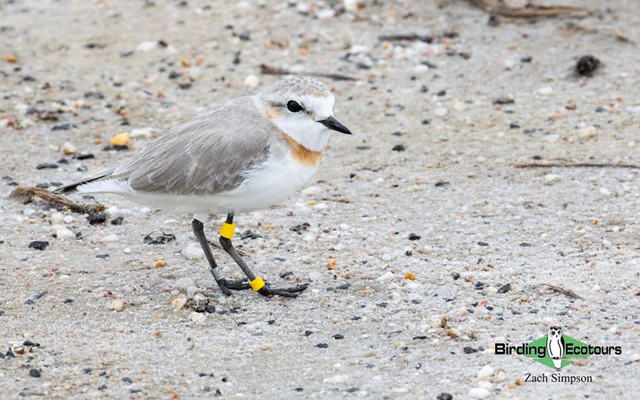 Budget Cape Town birding
