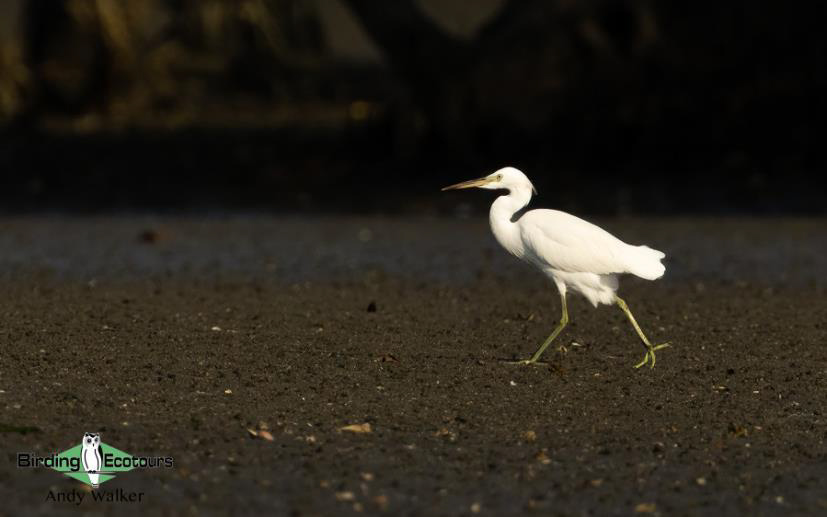 Central Thailand birding tour report