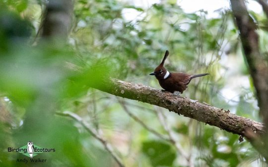 world’s monotypic bird families