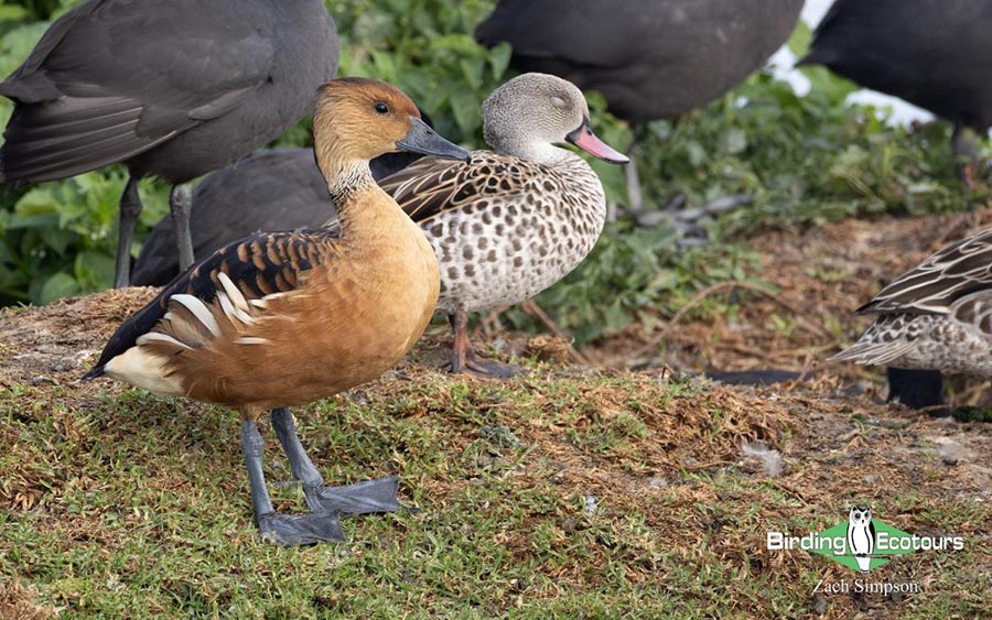 Budget Cape Town birding