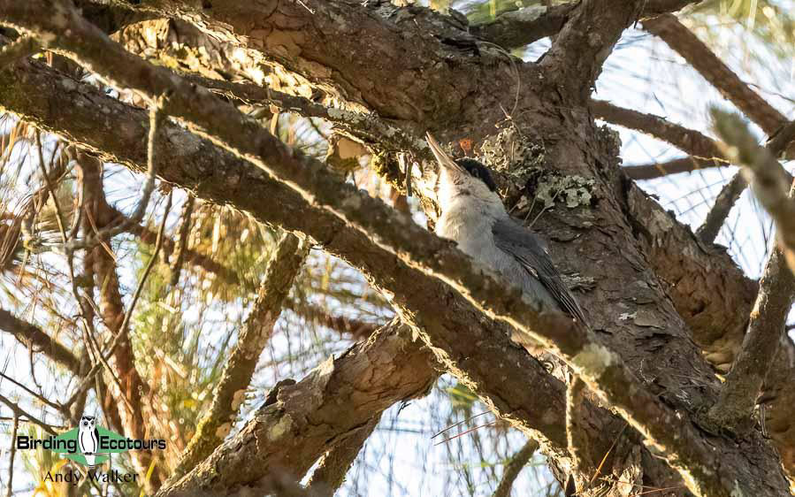 Northern Thailand Birding Tour Report