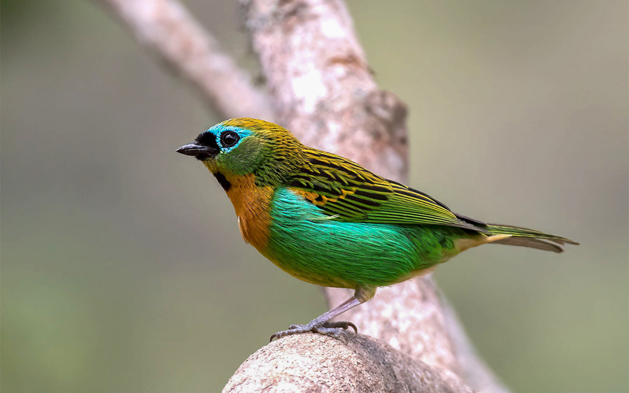 Brazil Rio de Janeiro Endemics