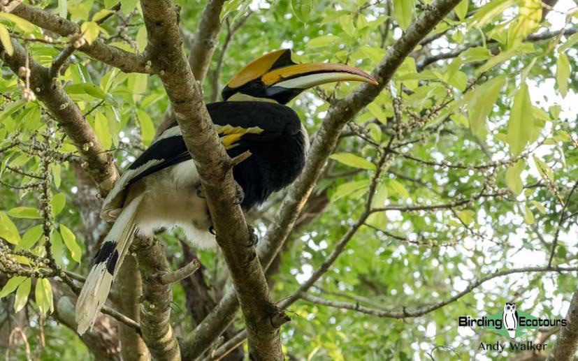 Central Thailand birding tour report