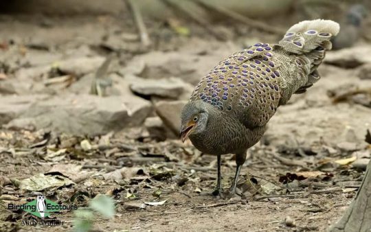 Central Thailand birding tour report