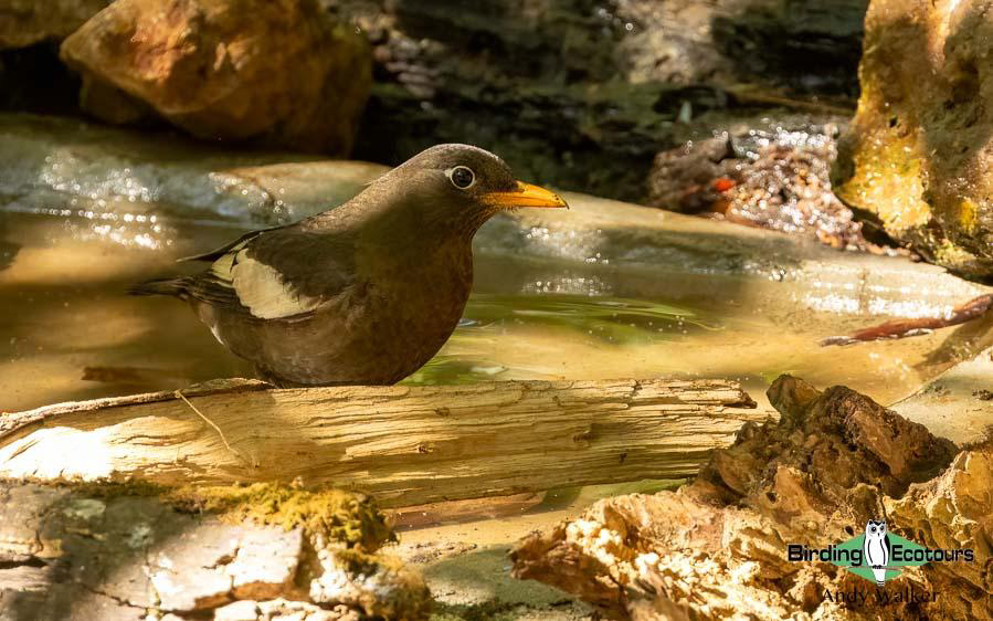 Northern Thailand Birding Tour Report