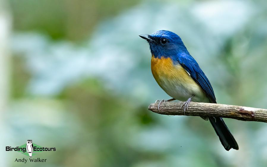 Northern Thailand Birding Tour Report