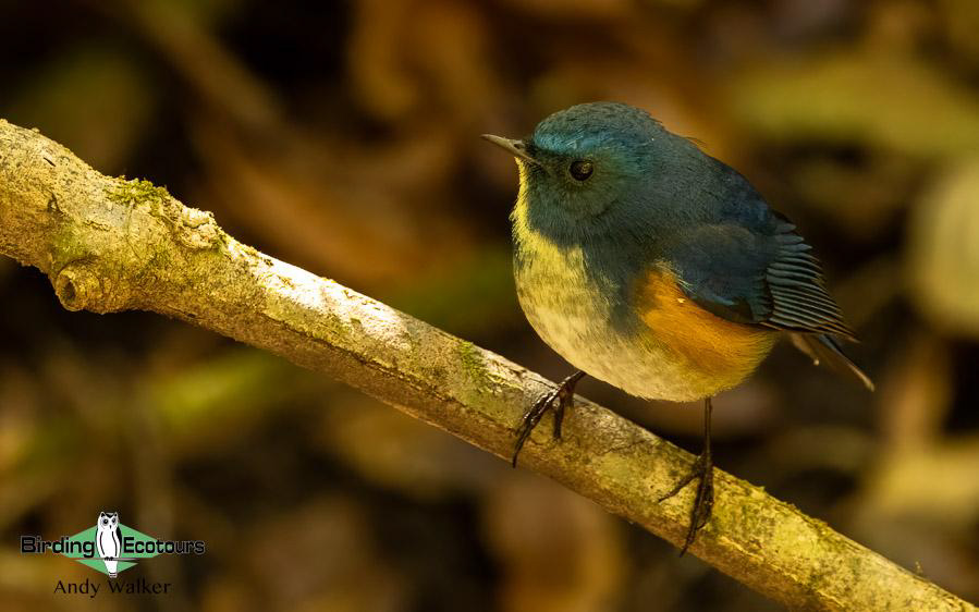 Northern Thailand Birding Tour Report