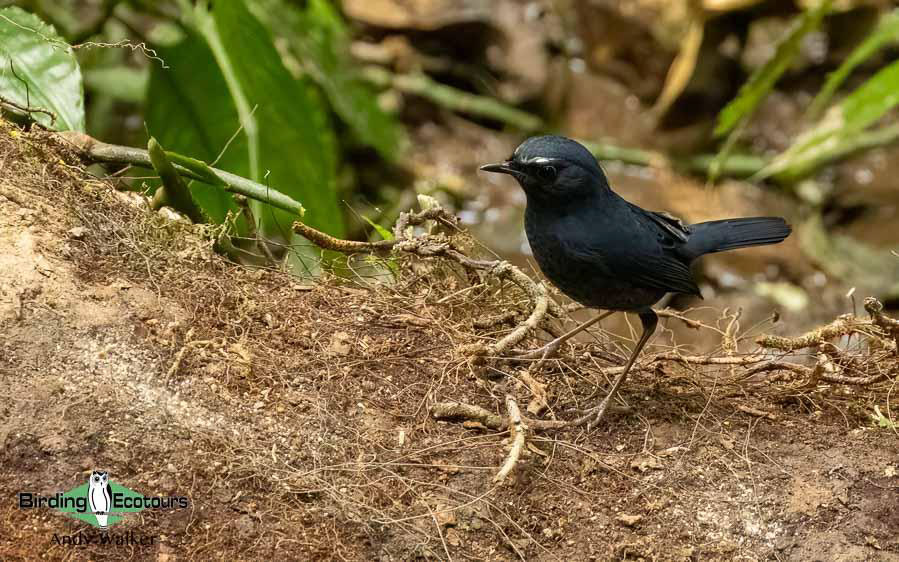 Northern Thailand Birding Tour Report
