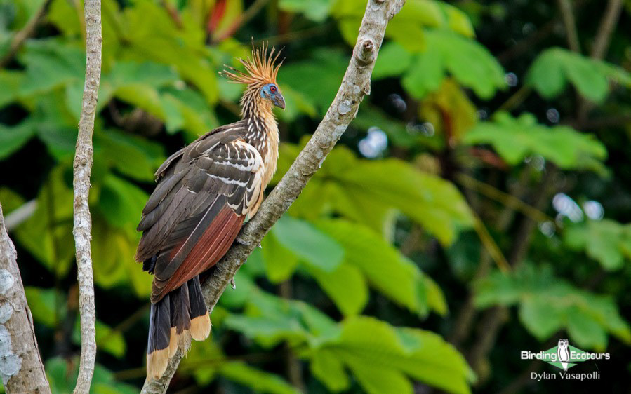 world’s monotypic bird families