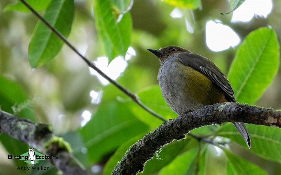 world’s monotypic bird families