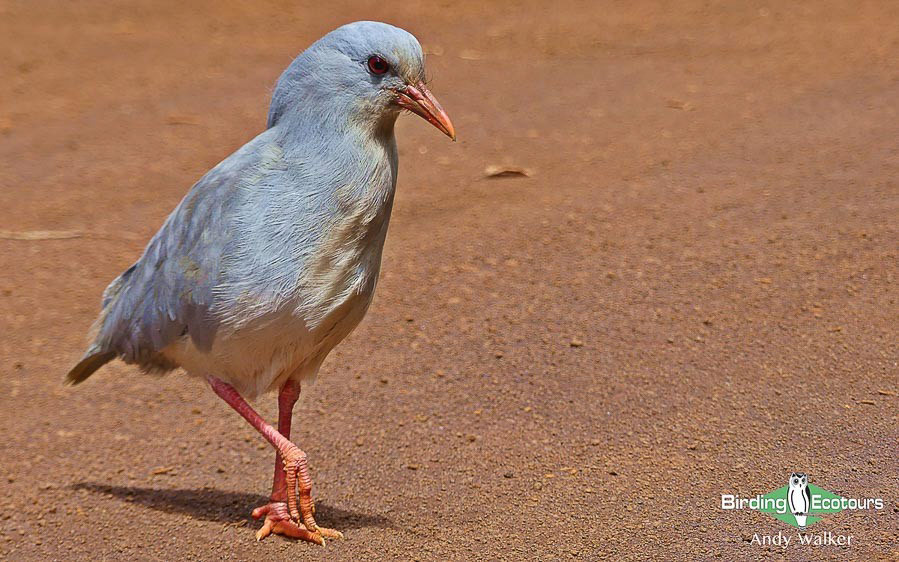 world’s monotypic bird families