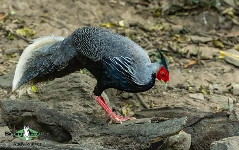 Central Thailand birding tour report