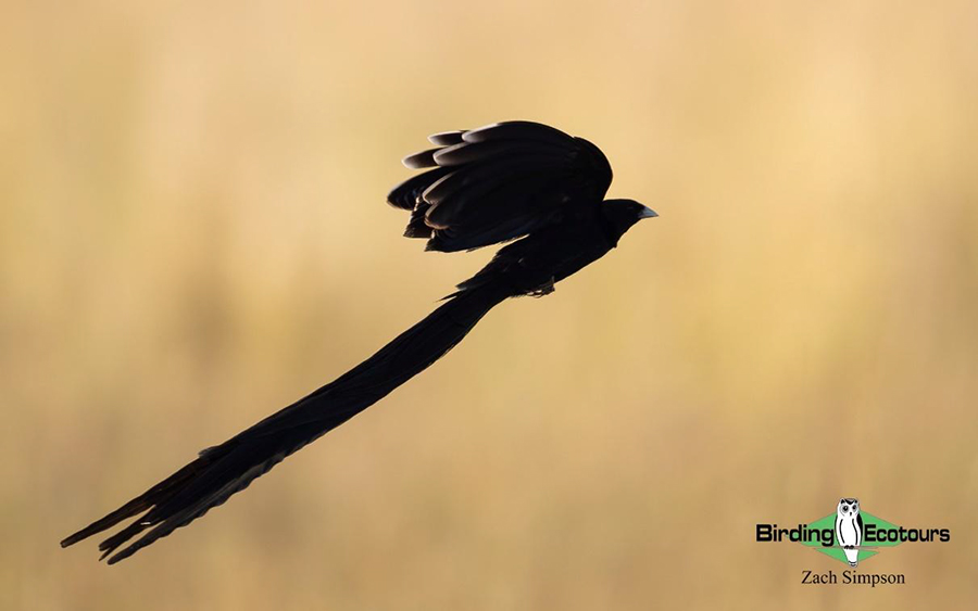 Budget Limpopo birding