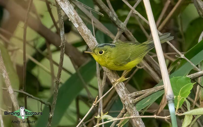 Central Thailand birding tour report