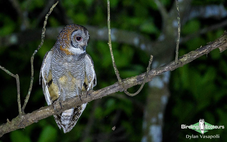 India Western Ghats birding tour