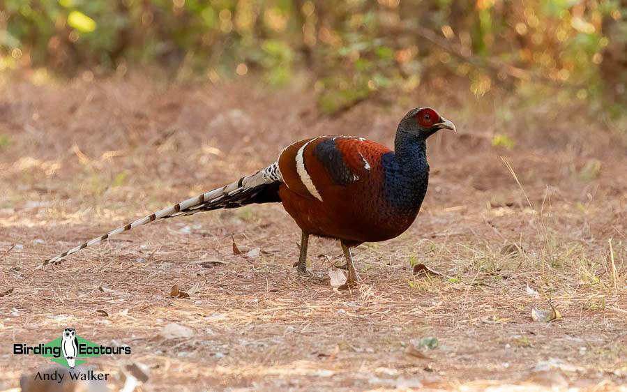 Northern Thailand Birding Tour Report