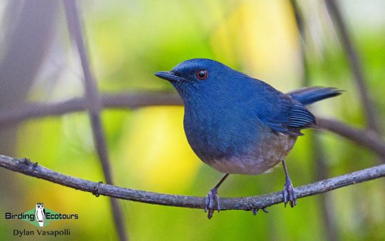 India Western Ghats birding tour