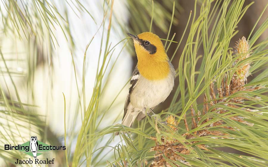 world’s monotypic bird families