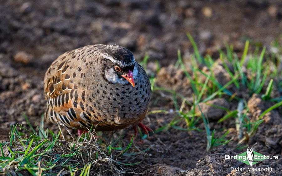 India Western Ghats birding tour
