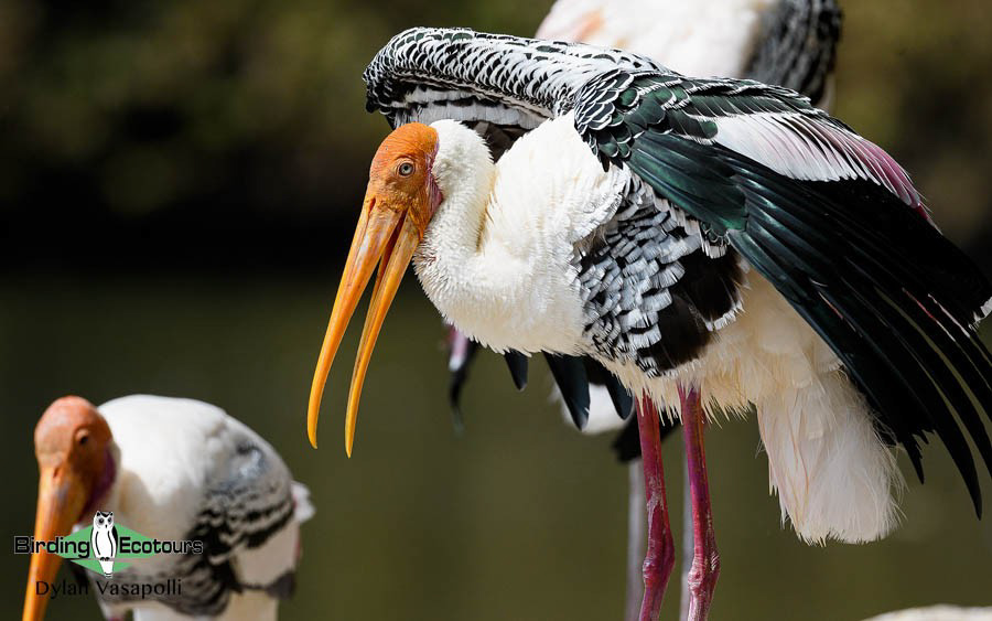 India Western Ghats birding tour