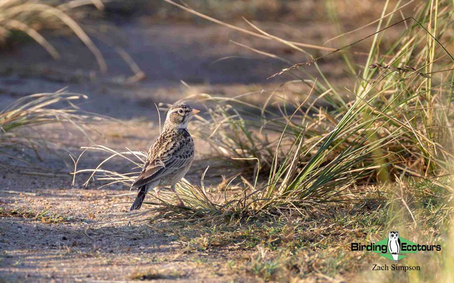 Budget Limpopo birding