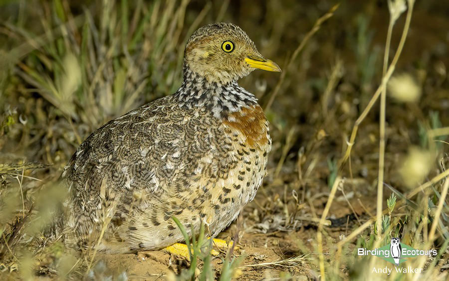 world’s monotypic bird families