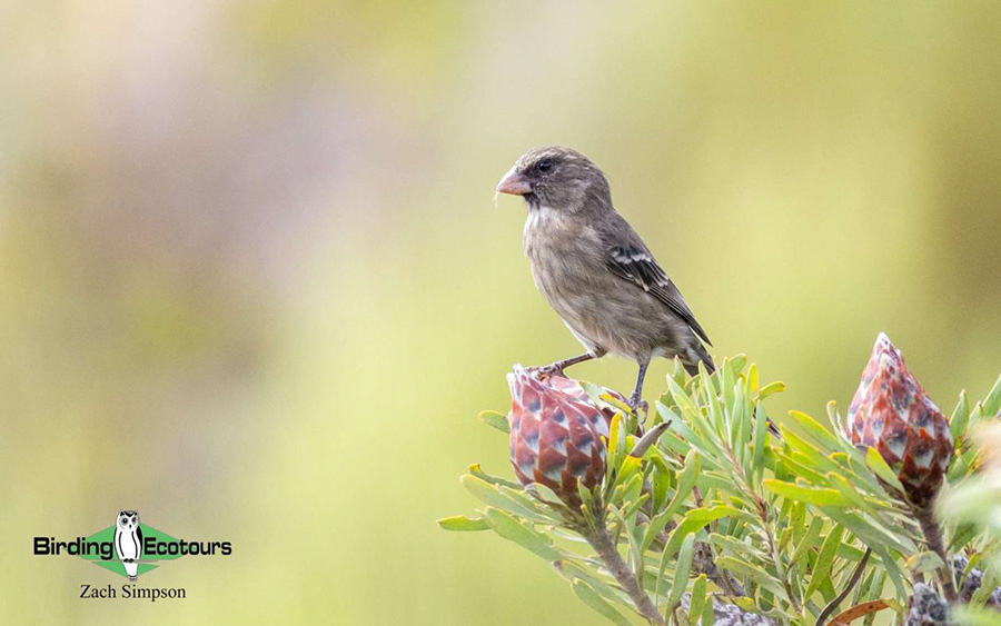Budget Cape Town birding