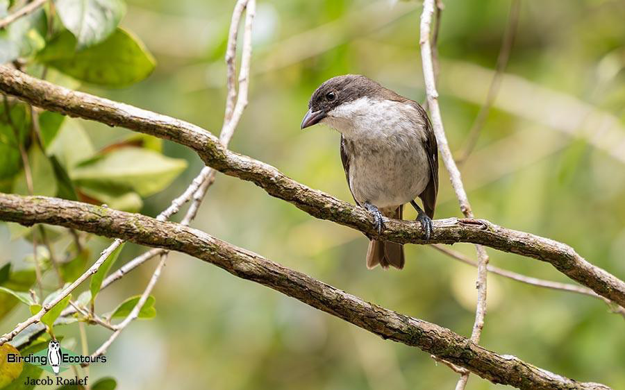 world’s monotypic bird families
