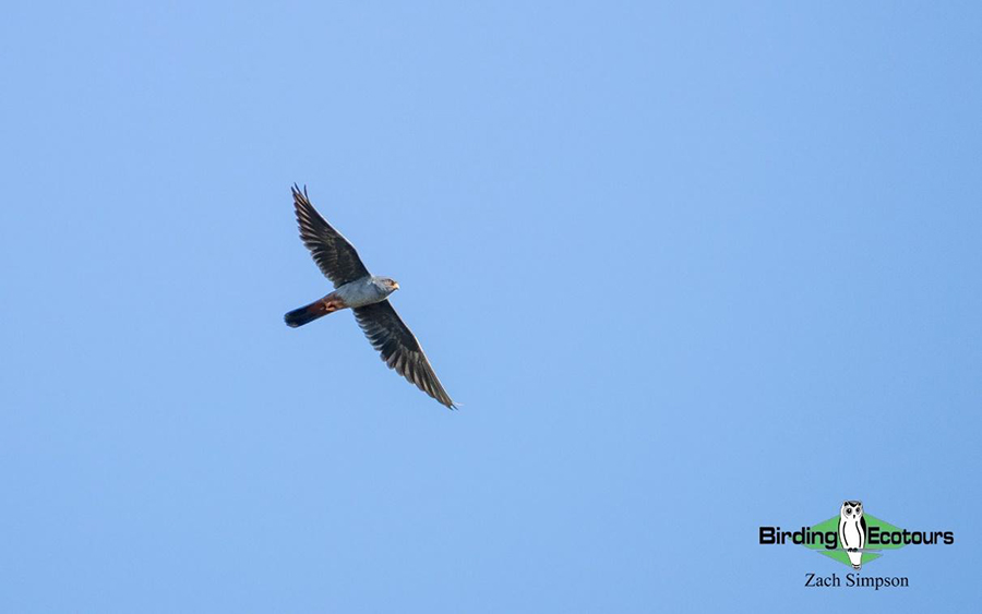 Budget Limpopo birding
