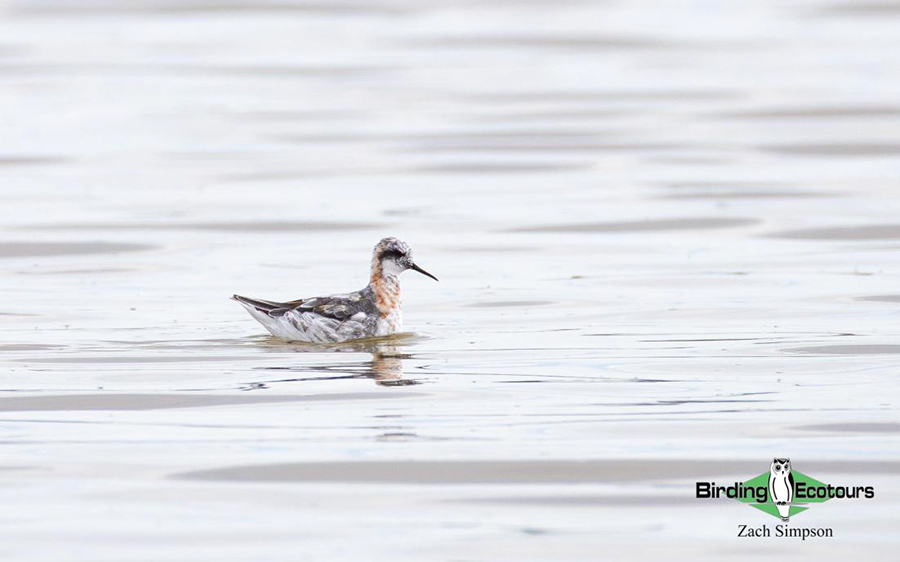Budget Cape Town birding